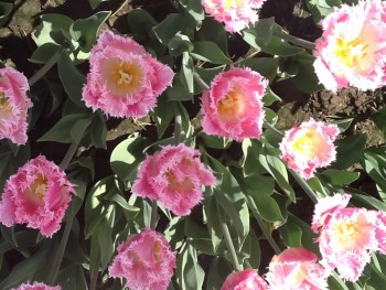 Nīderlandiešu valodas kursi